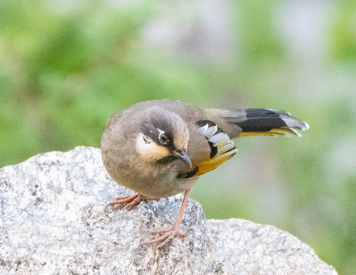 Variegated Laughingthrush - ML620264724