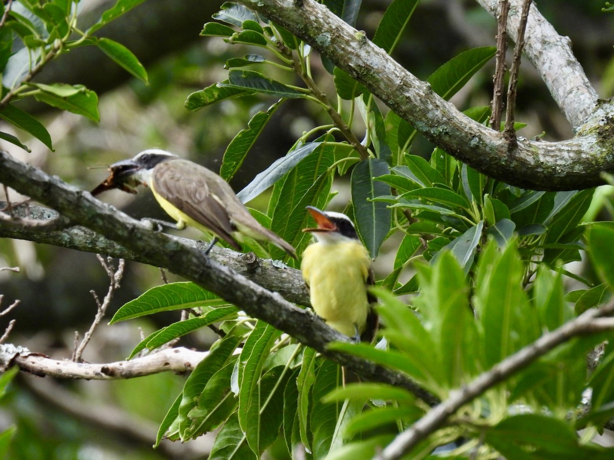 Boat-billed Flycatcher - ML620264729