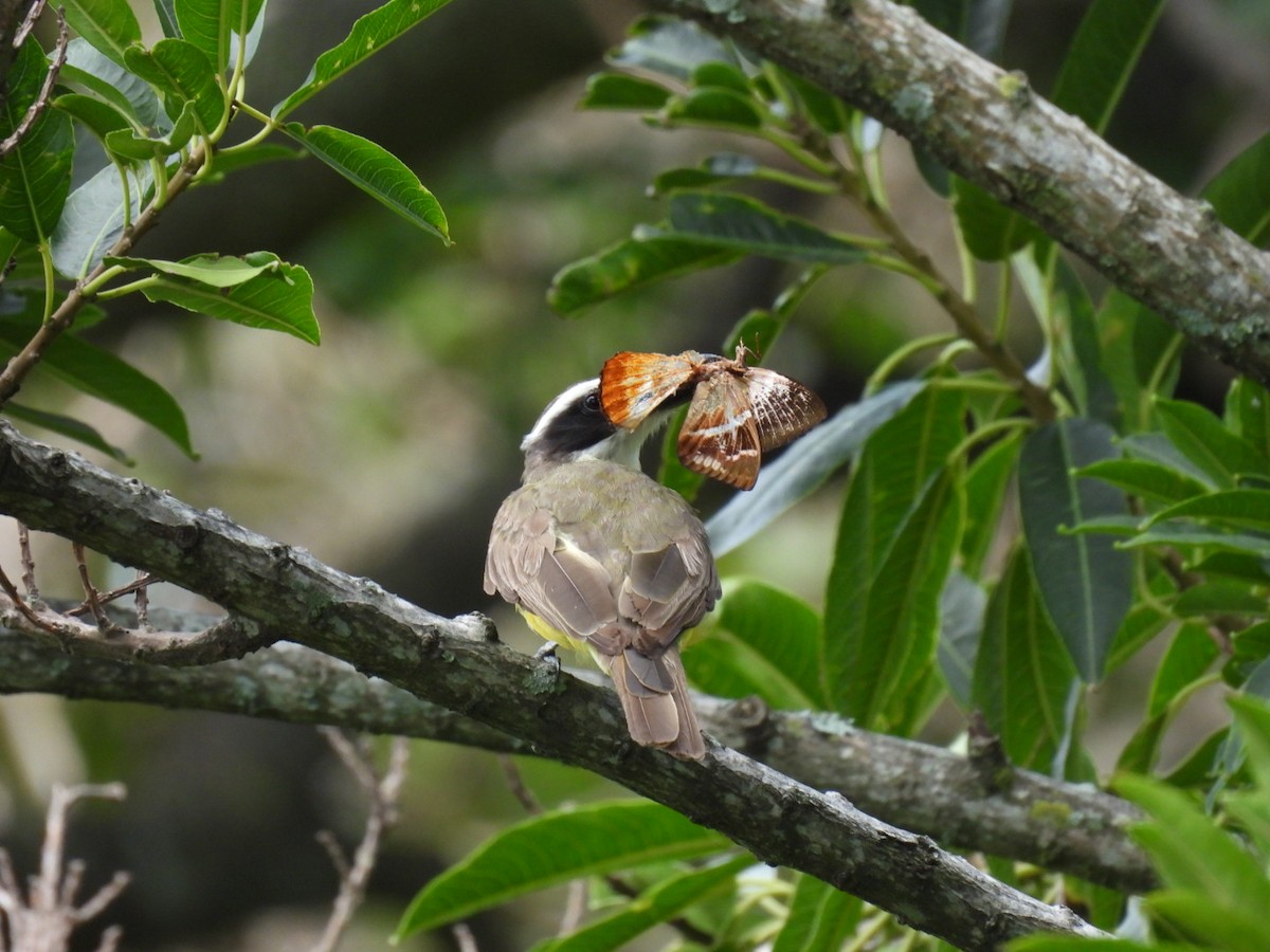 Boat-billed Flycatcher - ML620264733