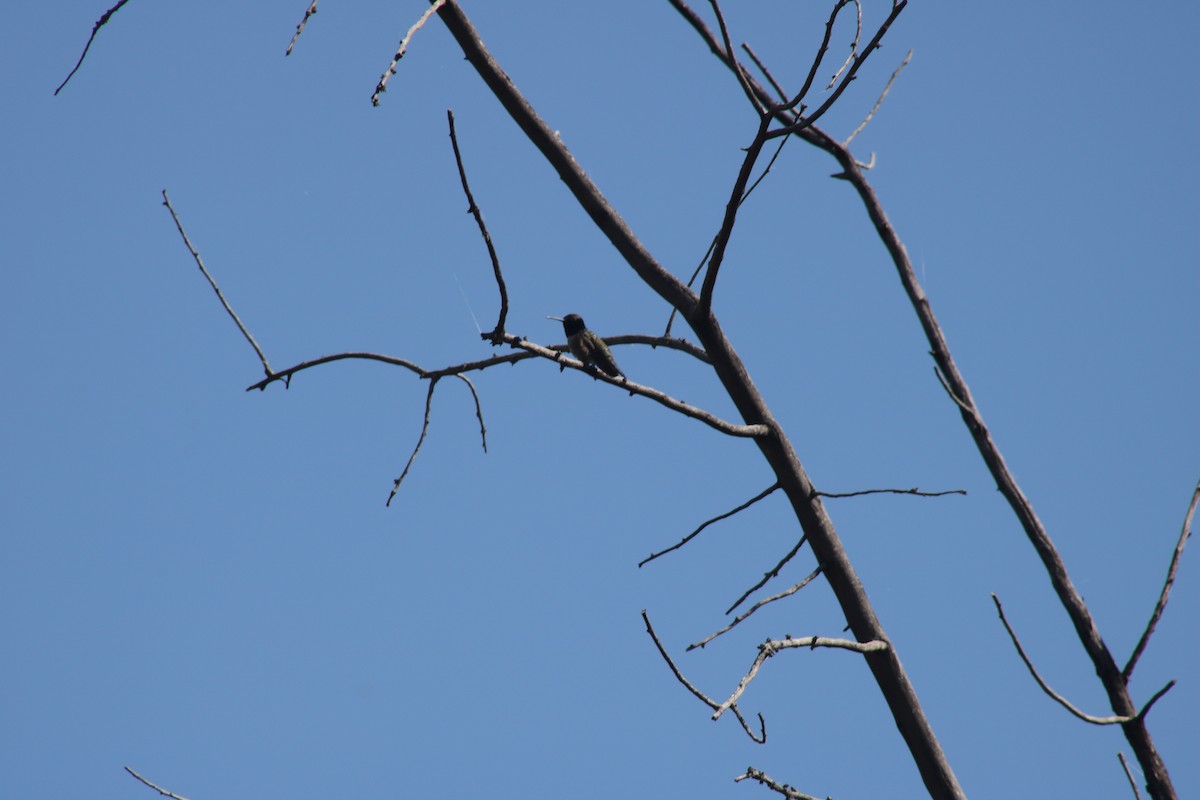 Black-chinned Hummingbird - ML620264738