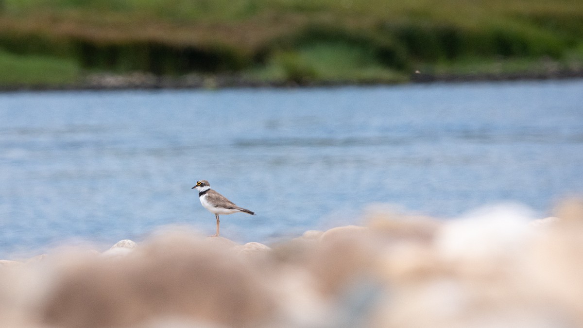 Little Ringed Plover - ML620264741