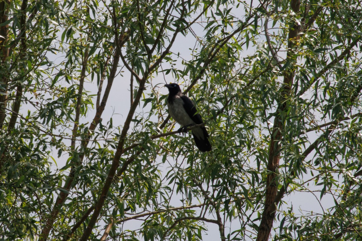 Hooded Crow - ML620264744