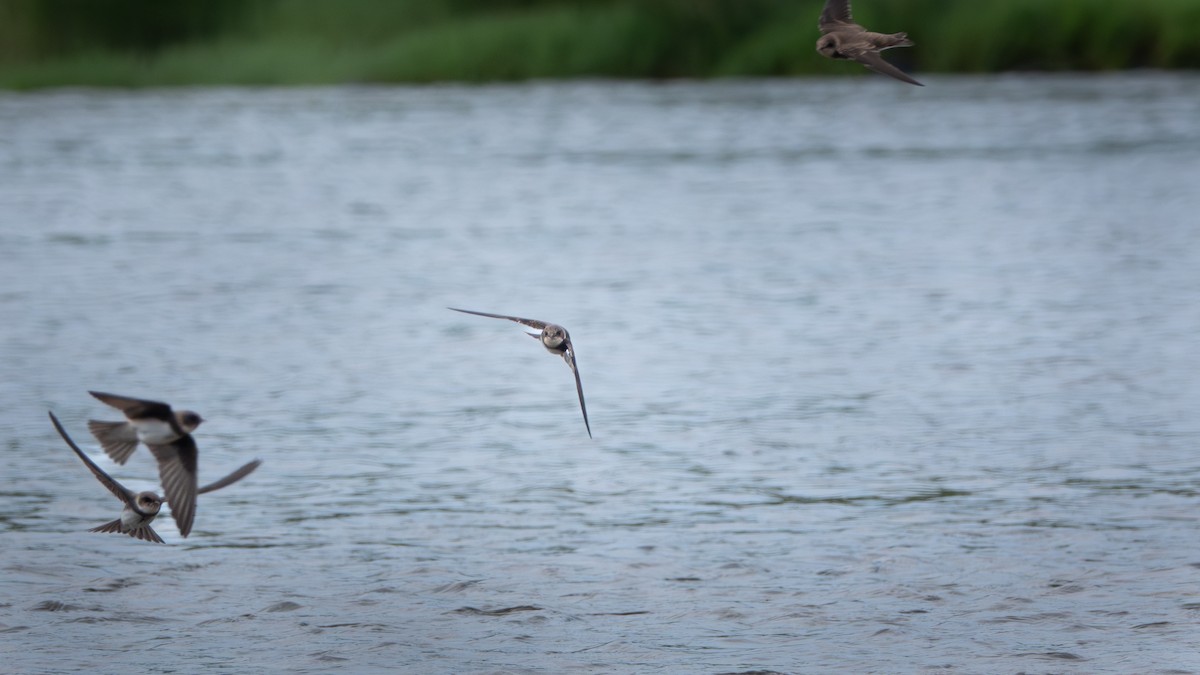 Bank Swallow - ML620264754