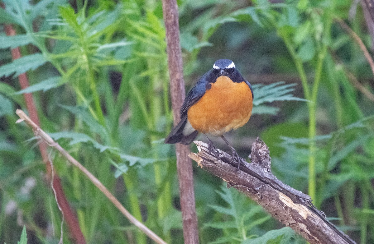 Indian Blue Robin - ML620264762