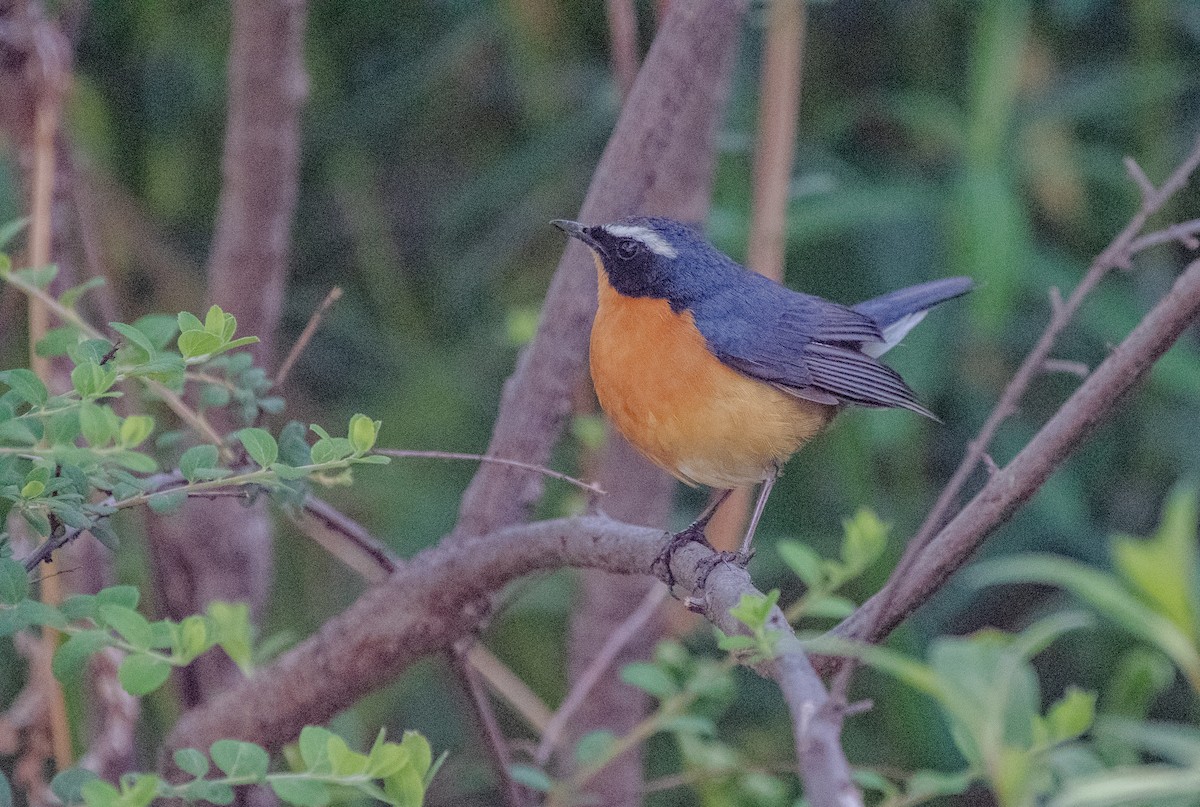 Indian Blue Robin - ML620264764