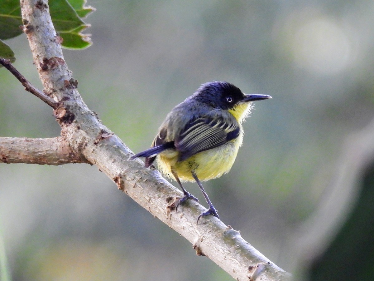 Common Tody-Flycatcher - ML620264771