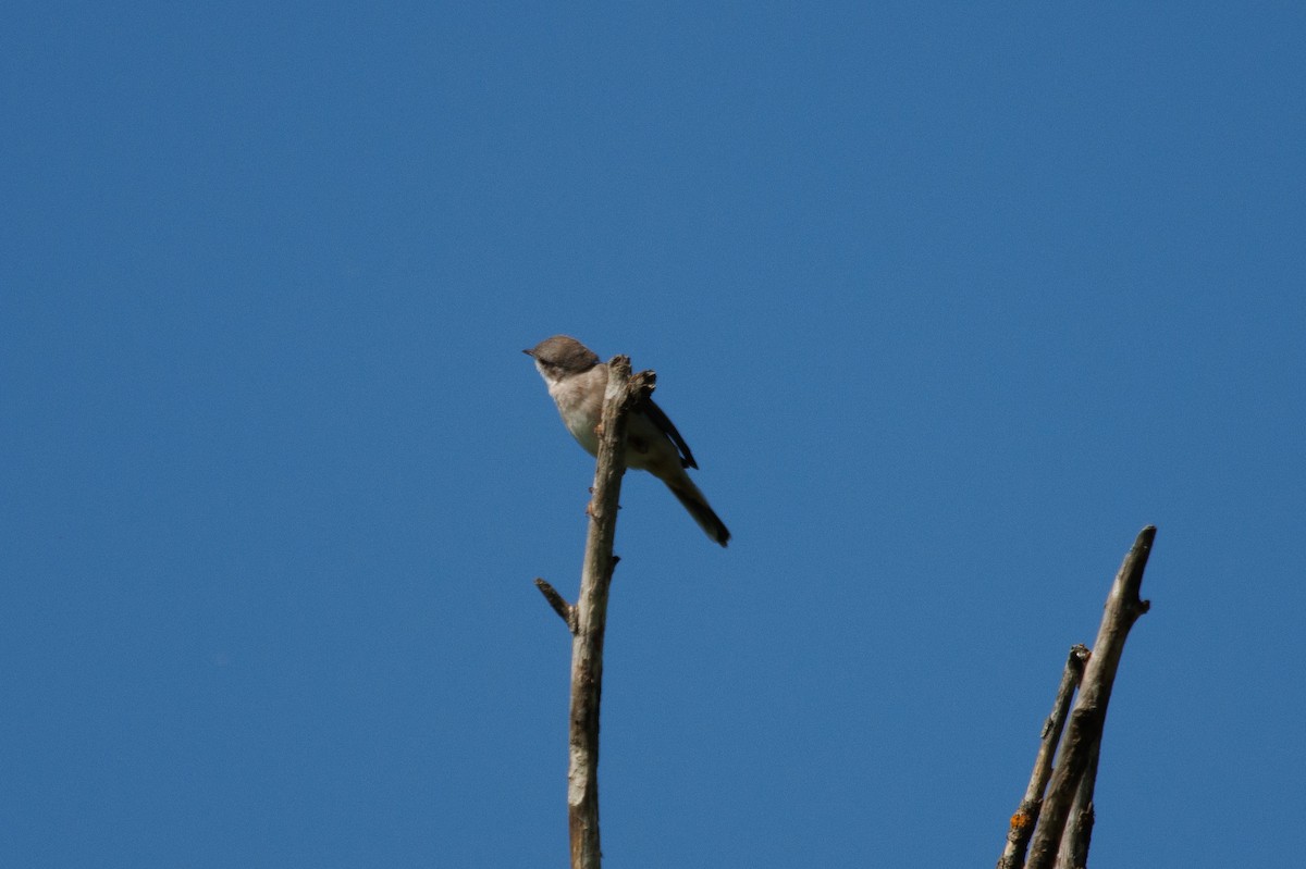 Greater Whitethroat - ML620264776