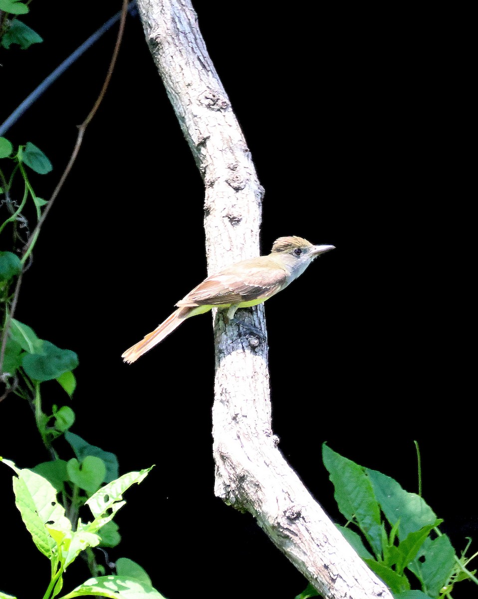 Great Crested Flycatcher - ML620264780