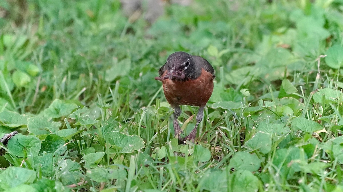 American Robin - ML620264782