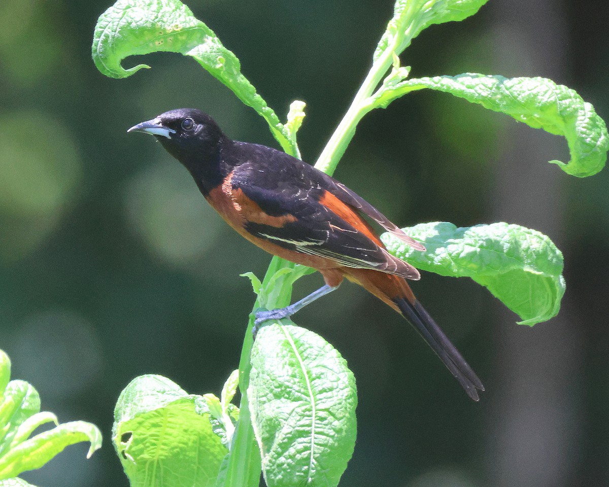 Orchard Oriole - ML620264799