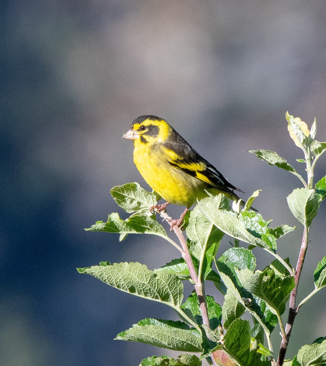 Yellow-breasted Greenfinch - ML620264801