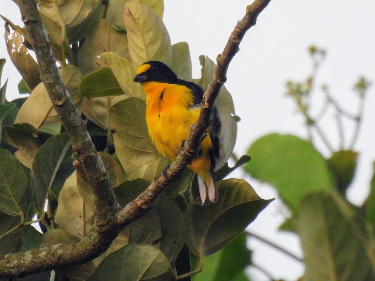 Yellow-throated Euphonia - ML620264804