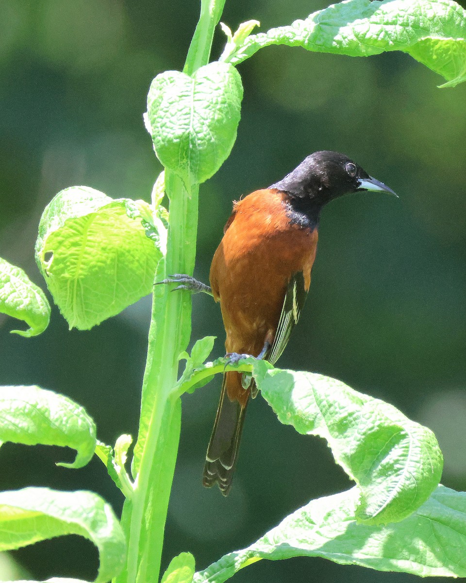 Orchard Oriole - ML620264807
