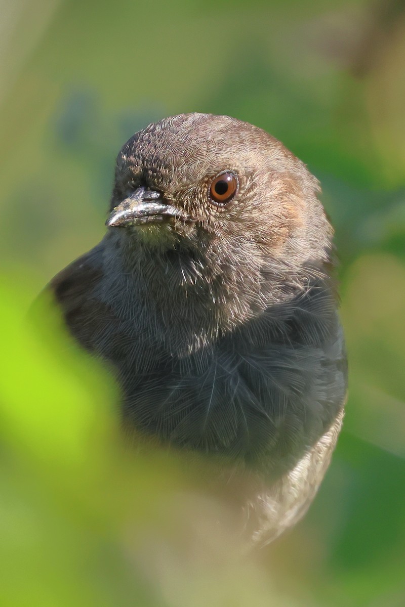 Dunnock - ML620264809