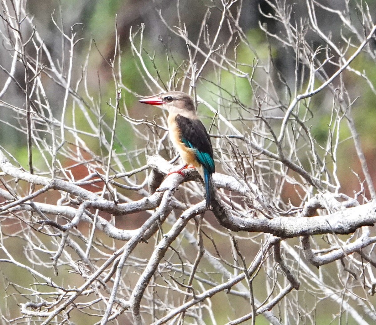 Brown-hooded Kingfisher - ML620264821