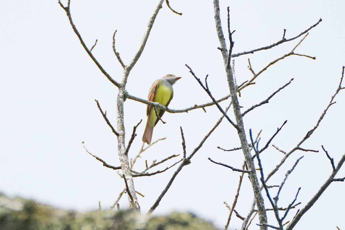 Great Crested Flycatcher - ML620264822