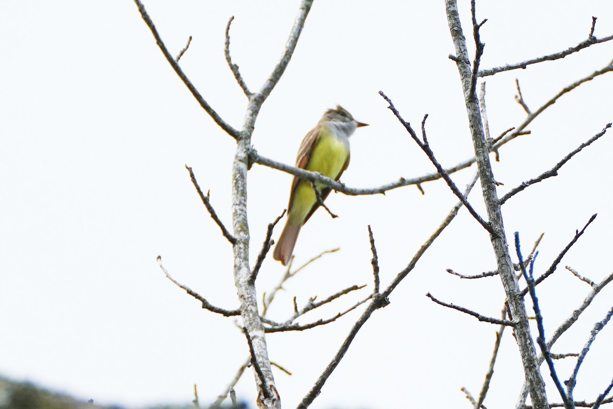 Great Crested Flycatcher - ML620264823