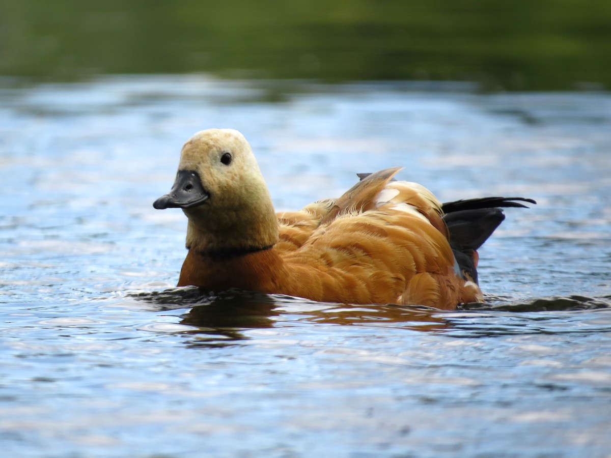 Ruddy Shelduck - ML620264827