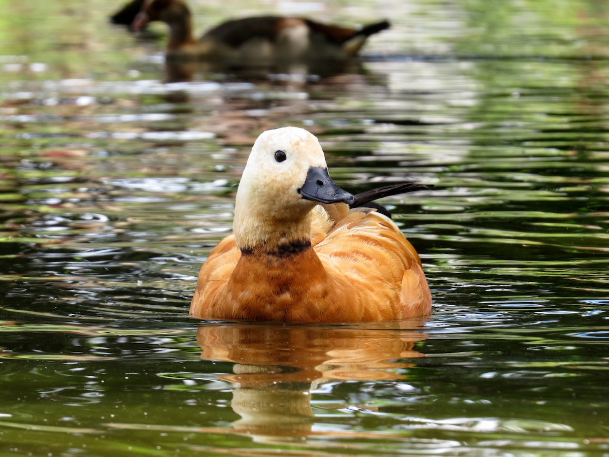 Ruddy Shelduck - ML620264829