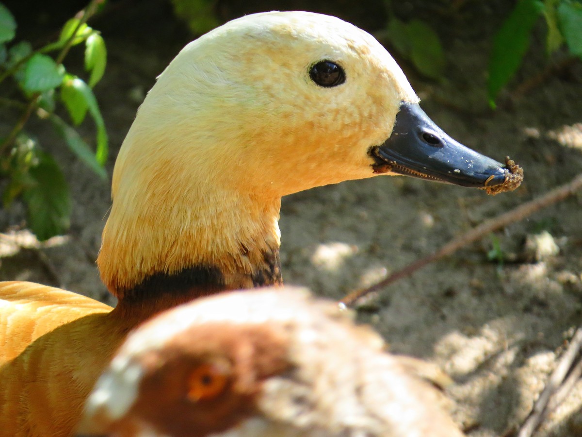 Ruddy Shelduck - Peter Honeysett