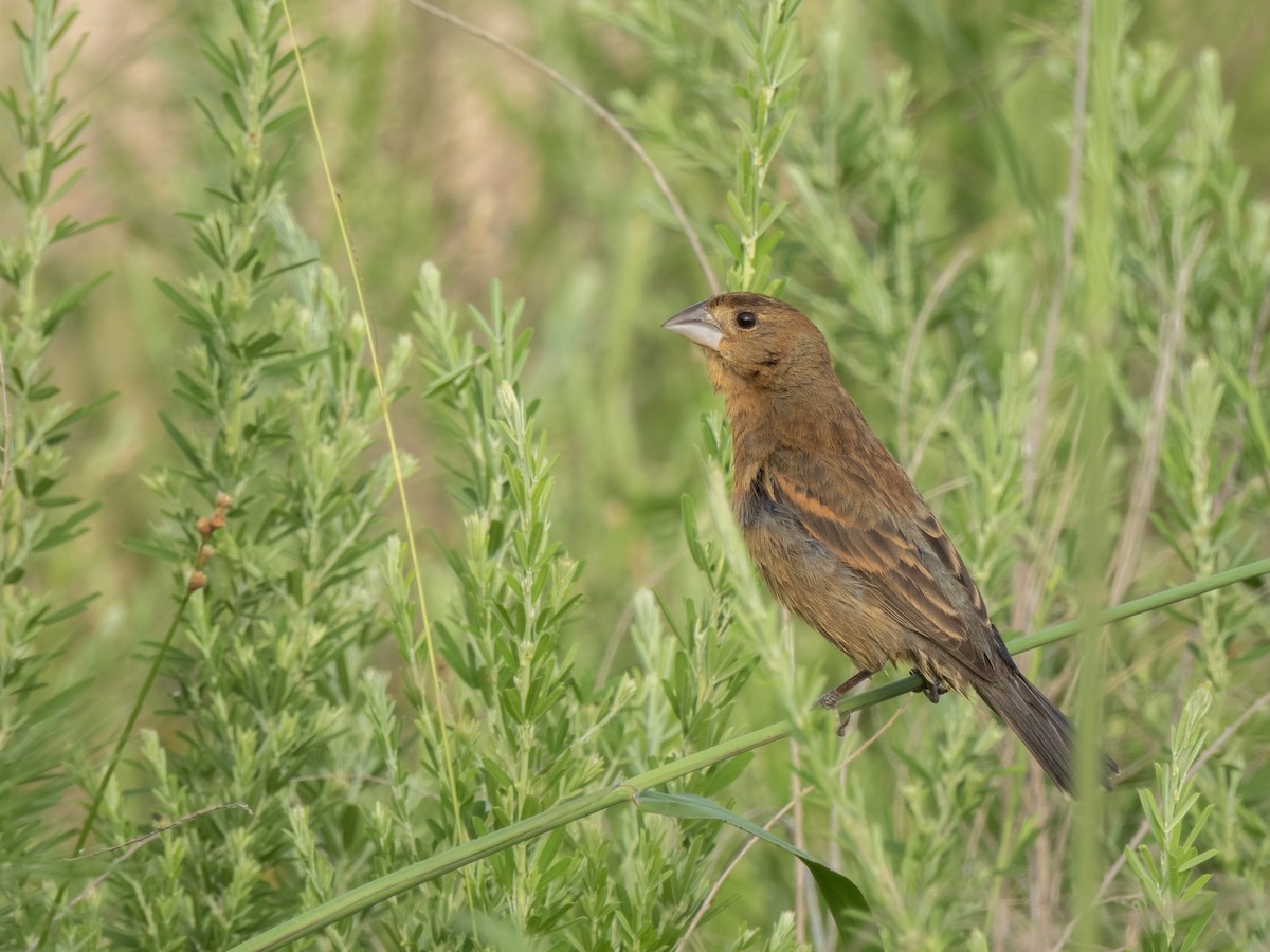 Blue Grosbeak - ML620264840