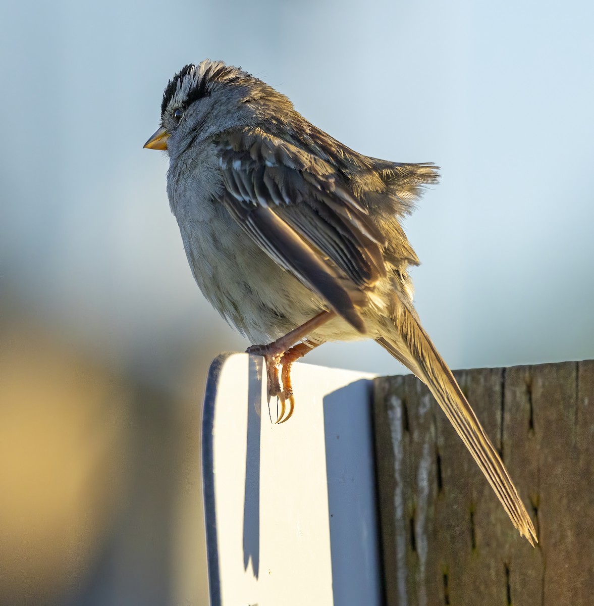 White-crowned Sparrow - ML620264846