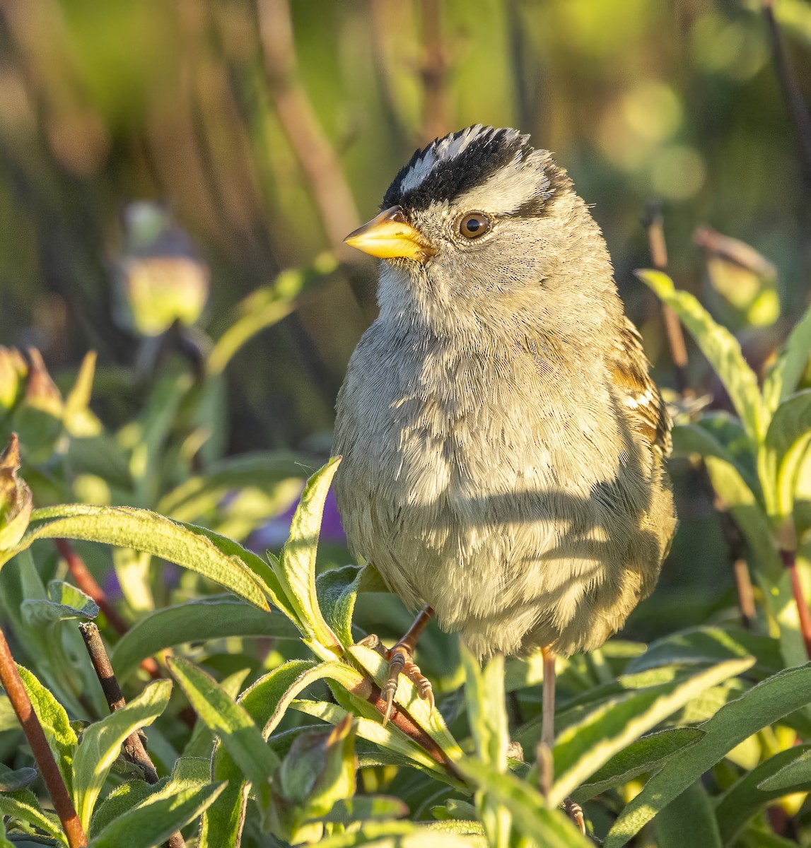 White-crowned Sparrow - ML620264847