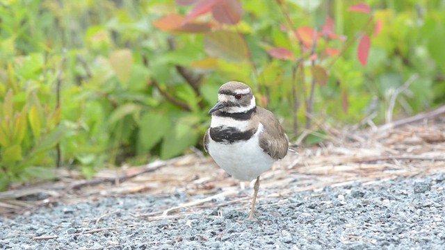 Killdeer - ML620264848