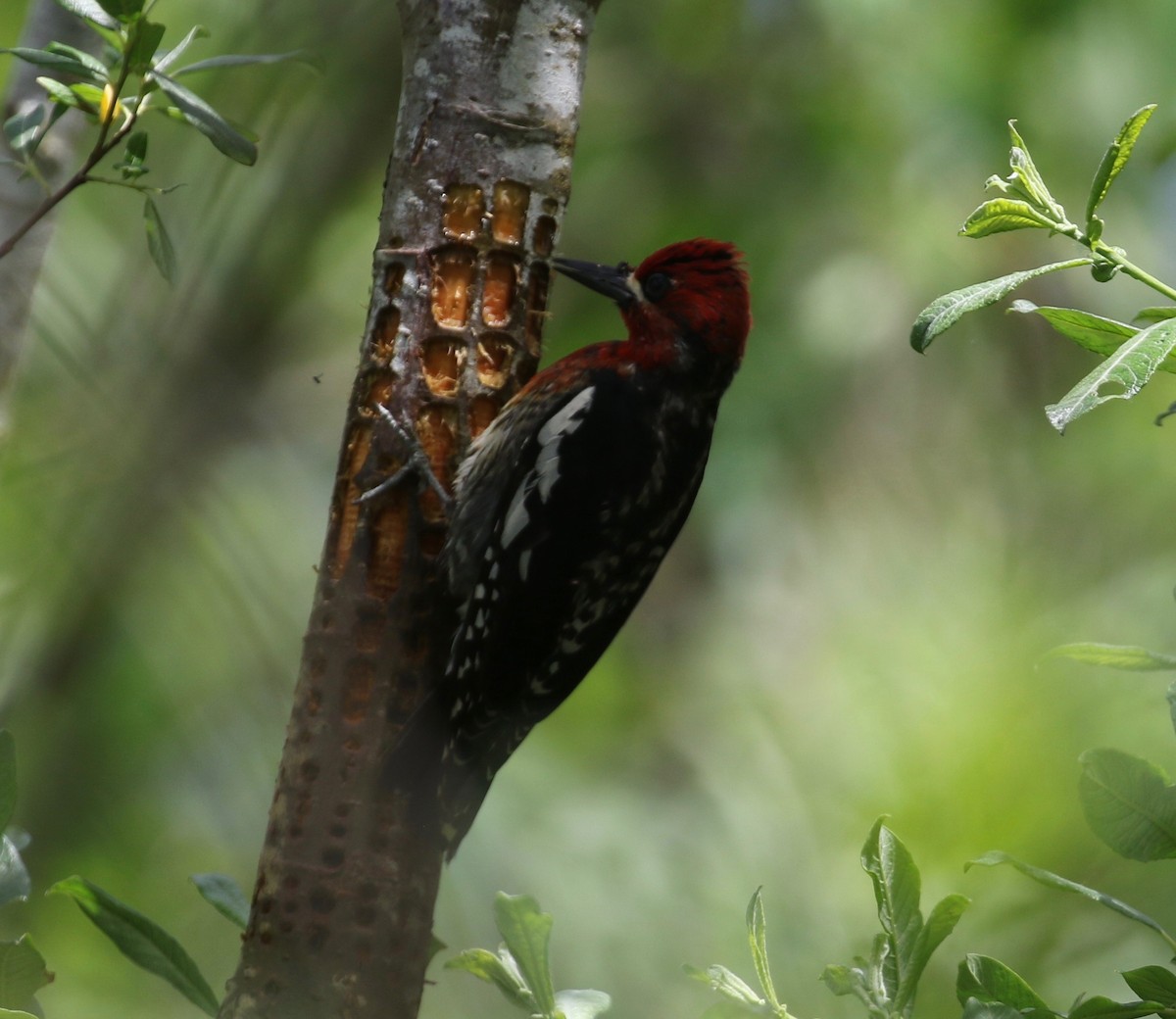 Red-breasted Sapsucker - ML620264851