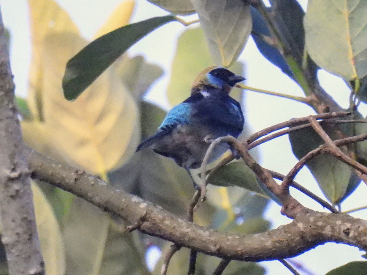 Golden-hooded Tanager - ML620264853