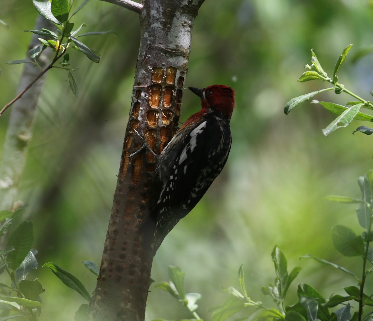 Red-breasted Sapsucker - ML620264854