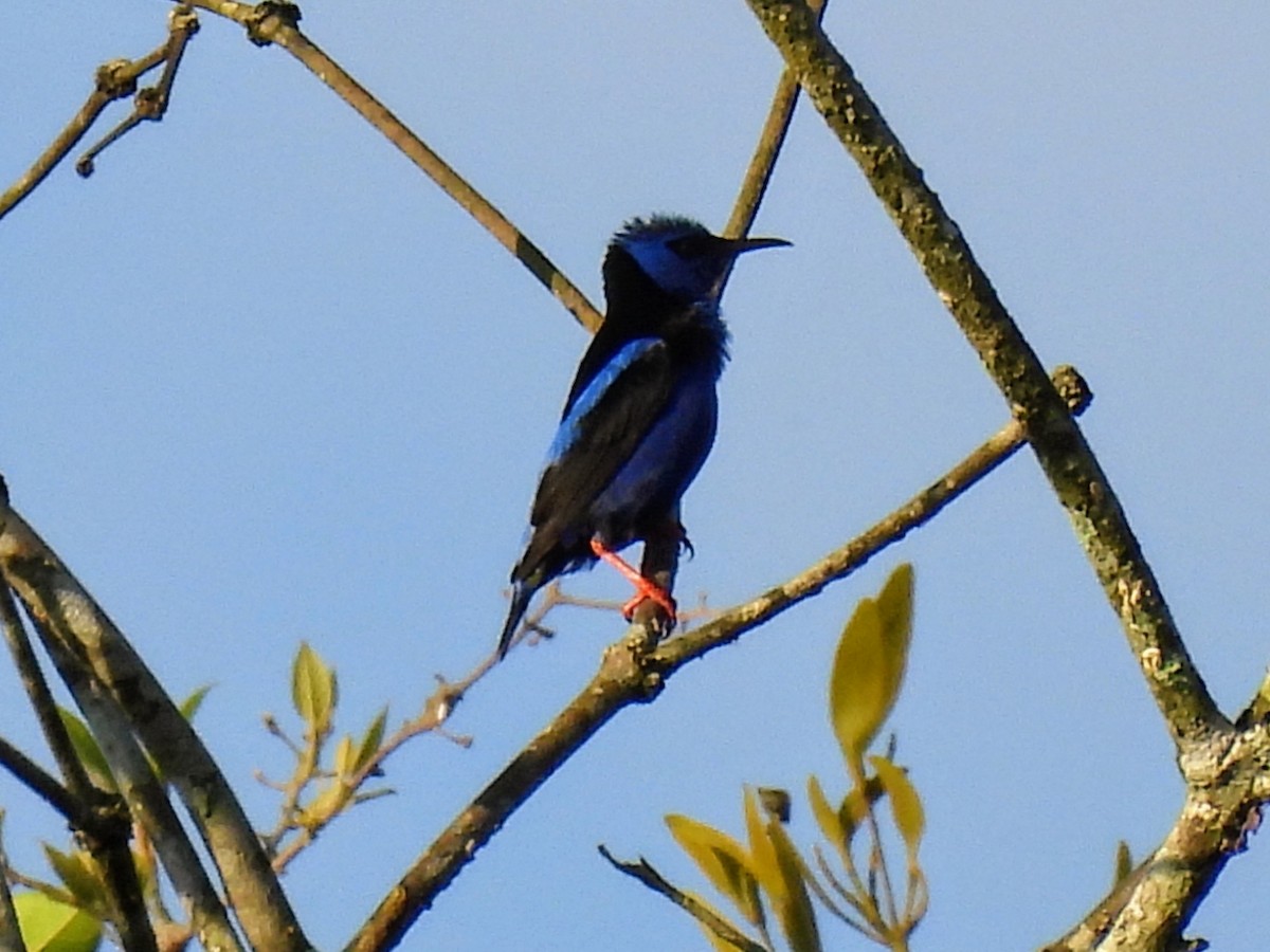 Red-legged Honeycreeper - ML620264858