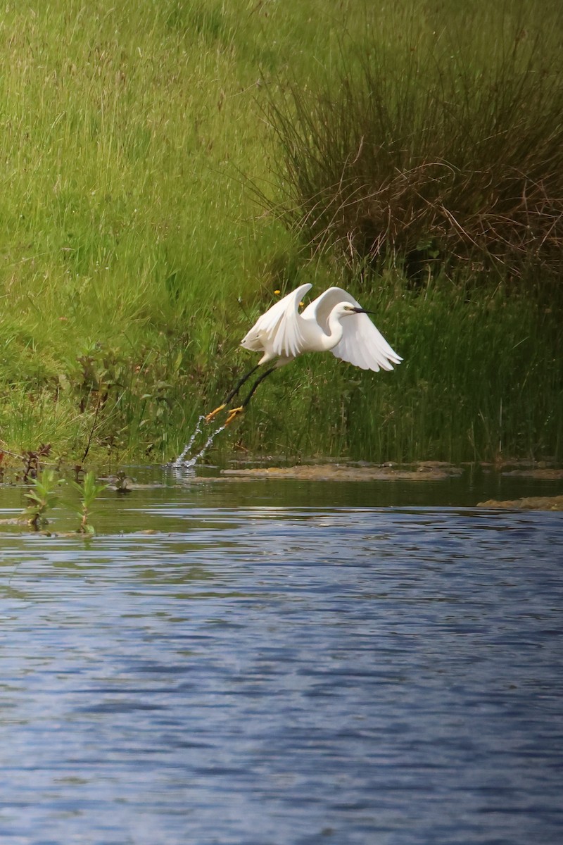 Little Egret - ML620264861