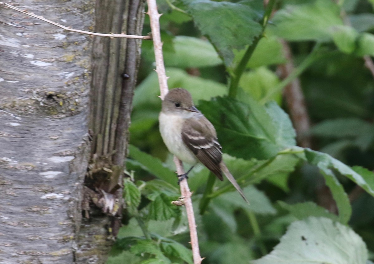 Willow Flycatcher - ML620264862