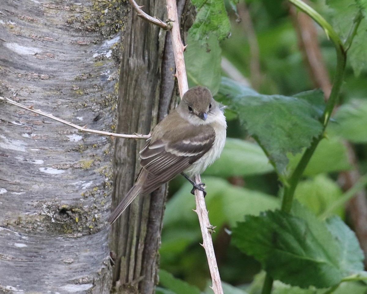 Willow Flycatcher - ML620264863