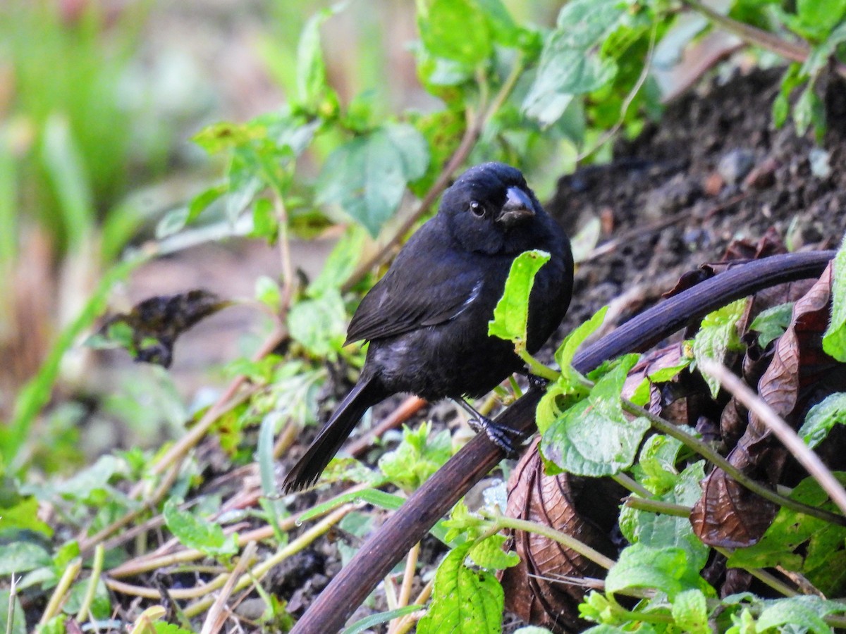 Variable Seedeater - ML620264865