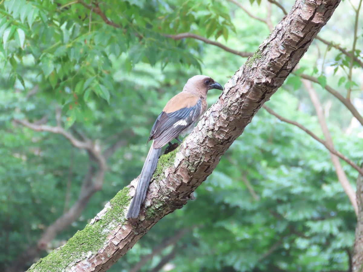 Gray Treepie - ML620264874