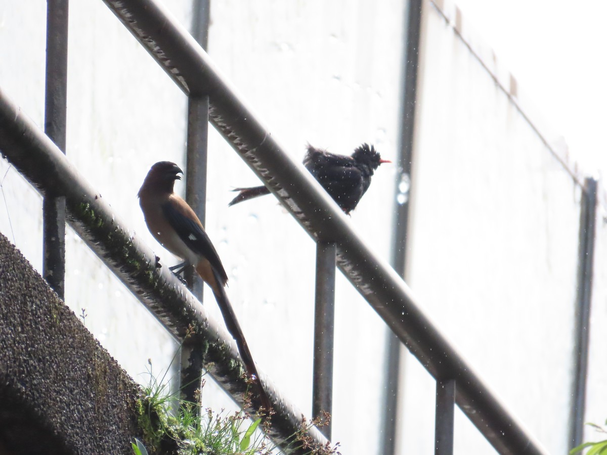 Gray Treepie - ML620264875