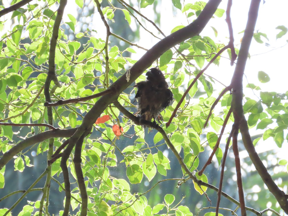 Gray Treepie - ML620264876