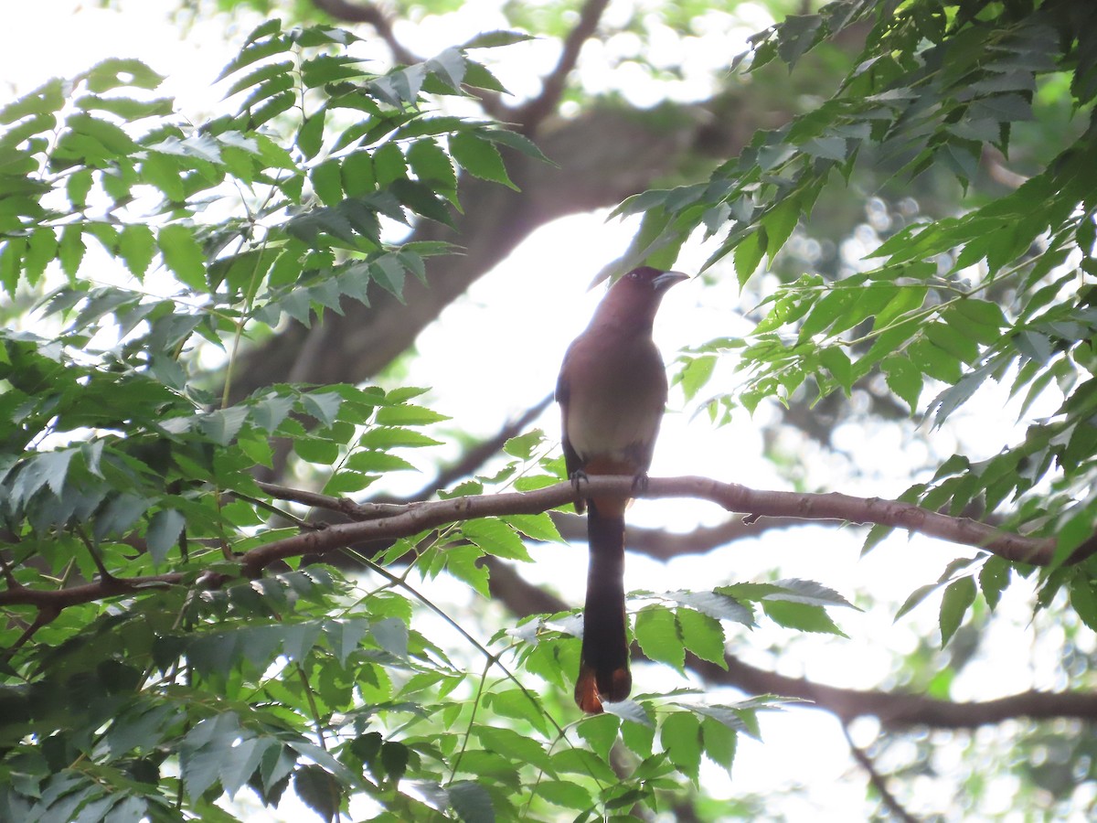 Gray Treepie - ML620264877