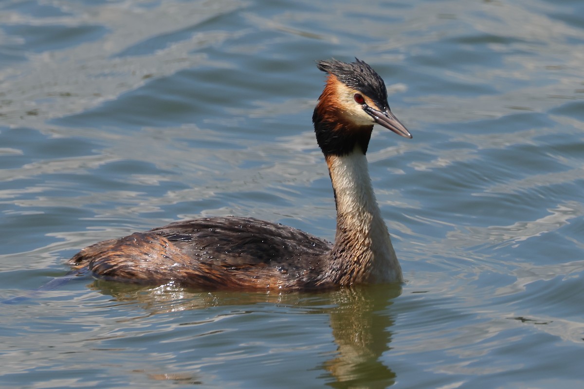 Great Crested Grebe - ML620264880
