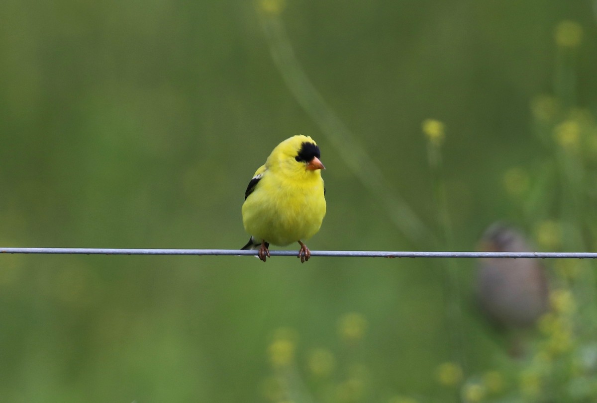 American Goldfinch - ML620264890