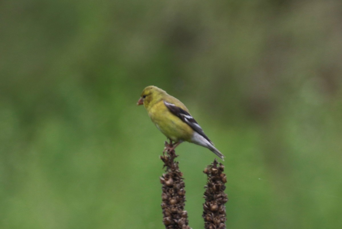 American Goldfinch - ML620264898