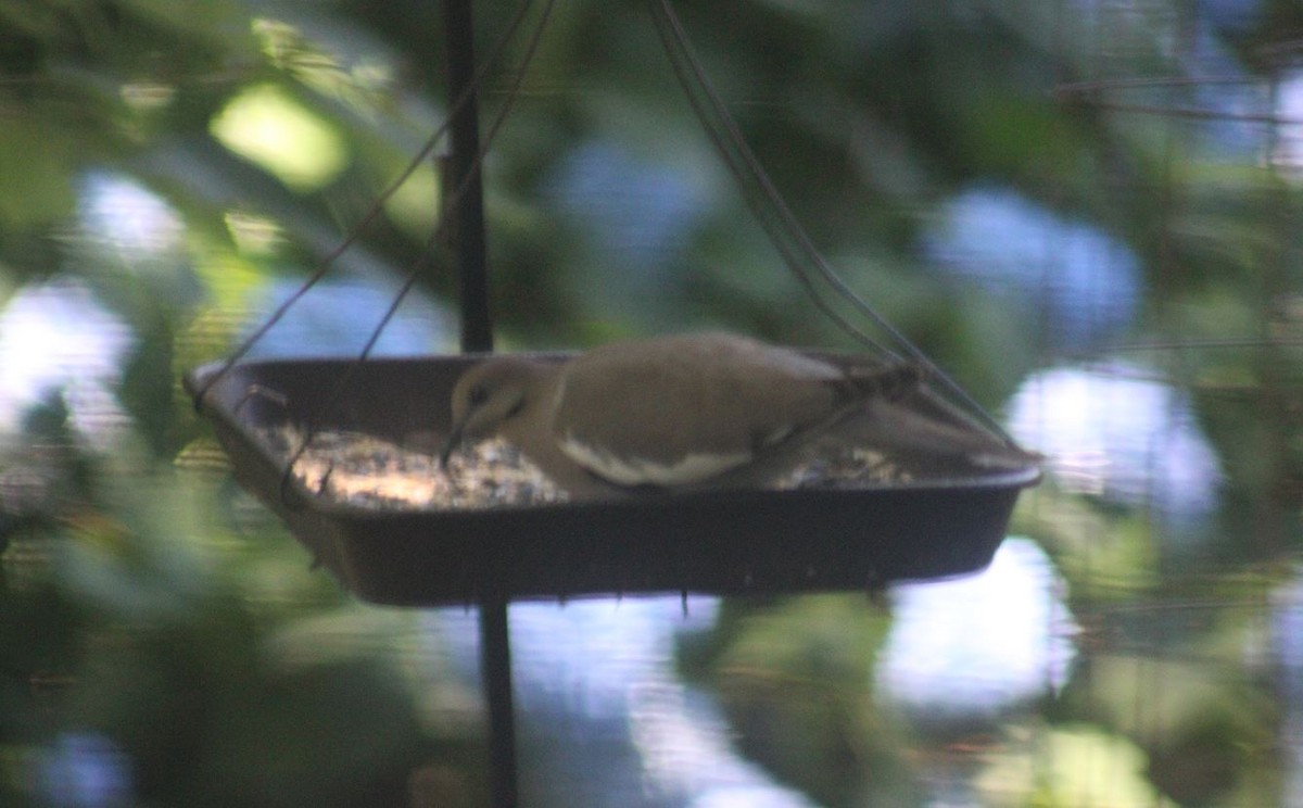 White-winged Dove - ML620264902