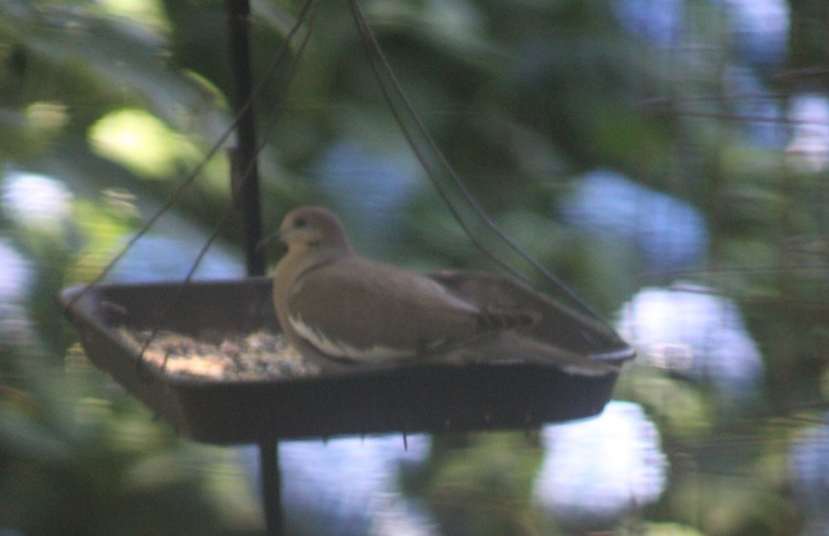 White-winged Dove - ML620264905