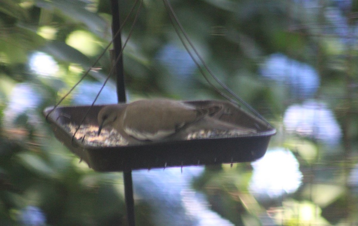 White-winged Dove - ML620264910