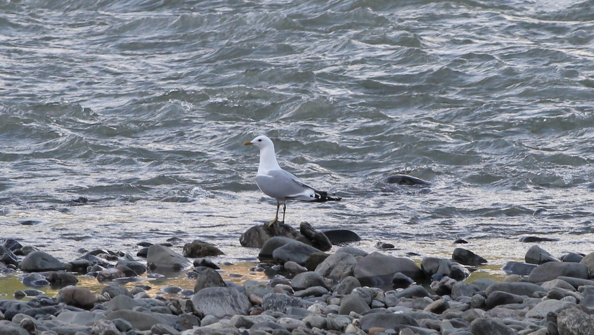 Short-billed Gull - ML620264916