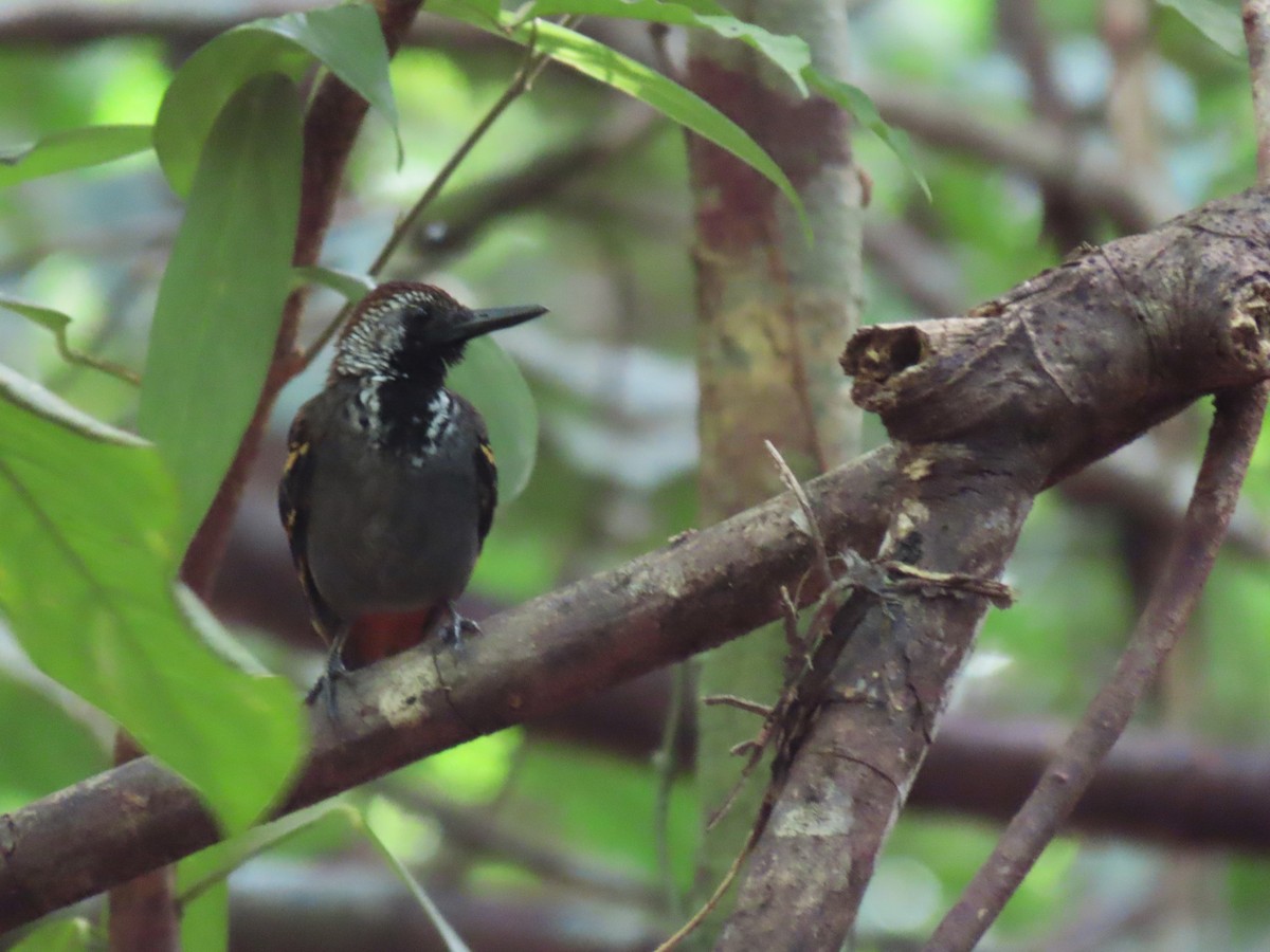 Wing-banded Antbird - ML620264924