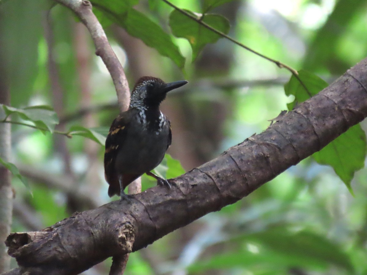 Wing-banded Antbird - ML620264925