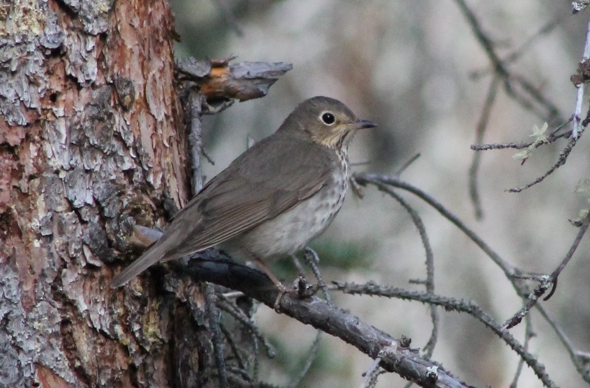 Swainson's Thrush - ML620264927